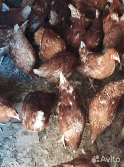 Куры Несушки, гусята, муларды, бройлеры