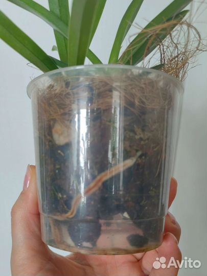 Орхидея пафиопедилум Paphiopedilum Esquirolei