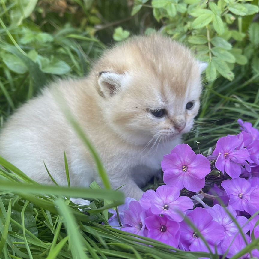 Котята породы британская шиншилла