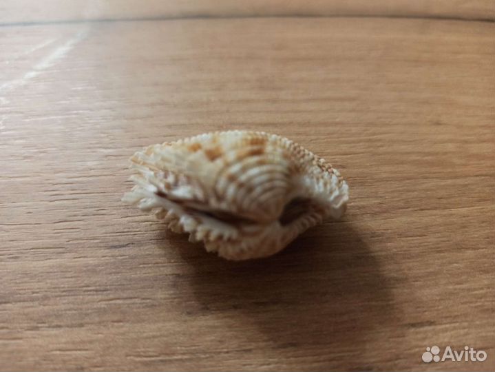 Морская раковина