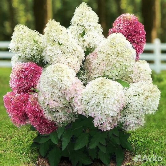 Гортензия метельчатая новинки