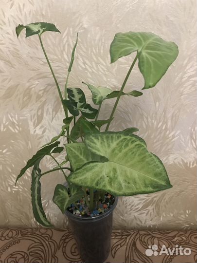 Сингониумы сортовые(набор)