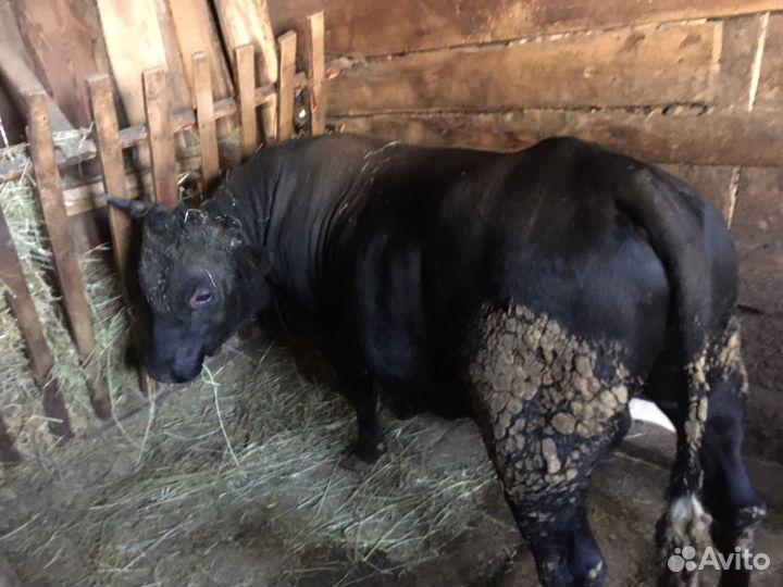Продаються быки