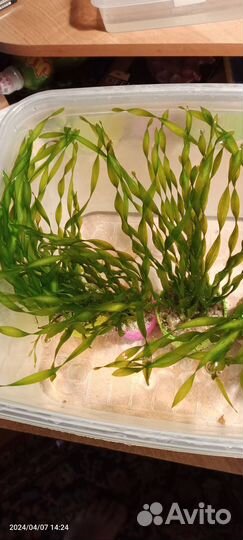 Аквариумное растение