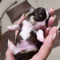 Чихуахуа, щенок