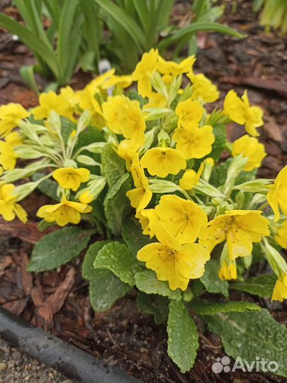 Многолетние цветы