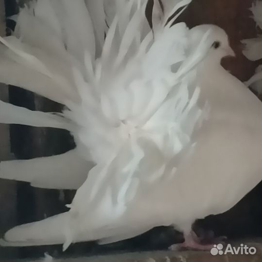 Продам голубей белые павлины