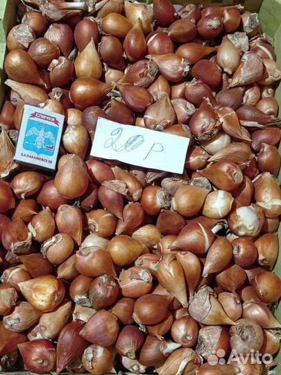 Луковицы тюльпанов