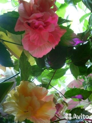 Гибискусы разных расцветок и Абутилоны