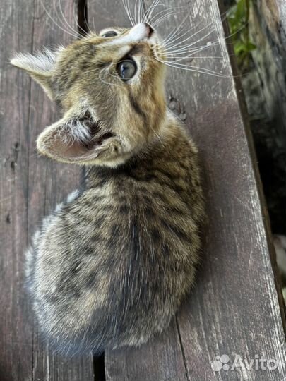 Котята в добрые руки мальчики