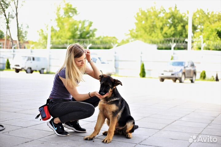 Дрессировка собак Воронеж