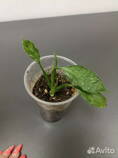 Спатифиллум