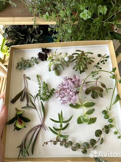 Набор суккулентов для флорариума, садика