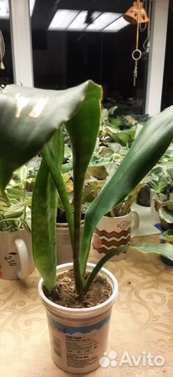 Сансивьерия