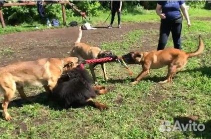 Продажа щенков
