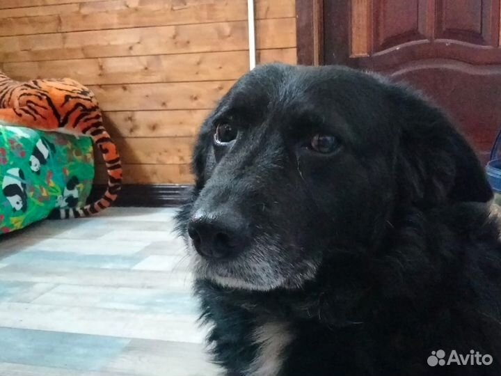 Собака коротколапик в добрые руки