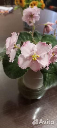 Сортовые фиалки цветущие