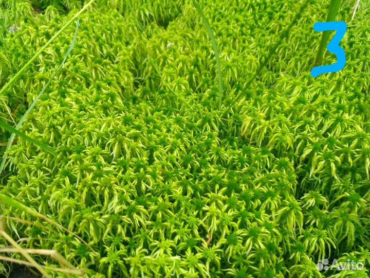 Мох для рептилий