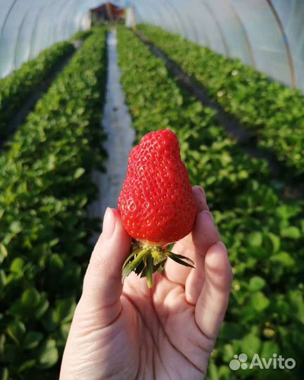 Клубника опт от 500кгдо 1.5т