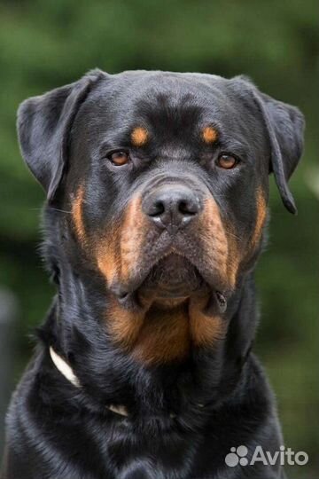 Услуги кинолога