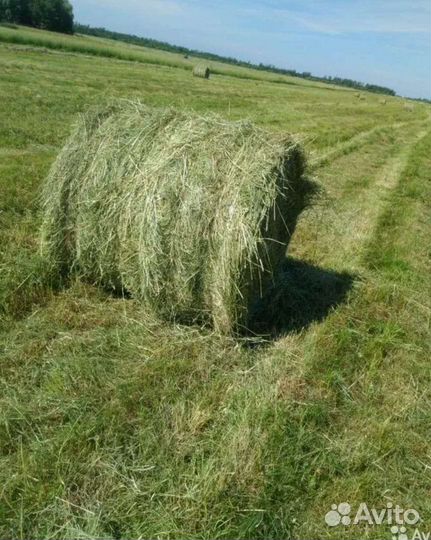 Сено в рулонах