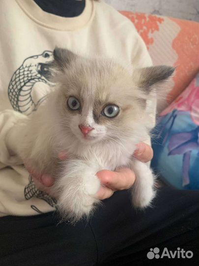 Котенок 2 месяца