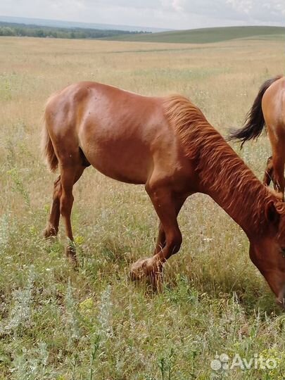Жеребец, отъемыш