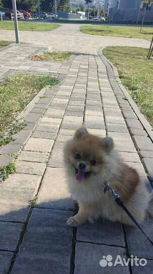 Выгул, рисмотр за питомцем, передержка