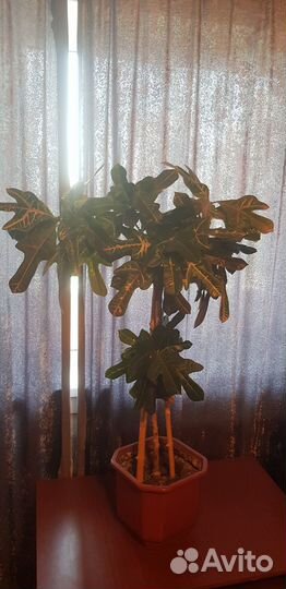 Кротон кодиум