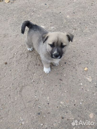 Собаки бесплатно