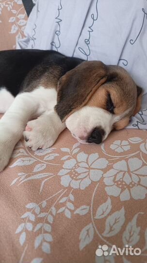 Щенки бигль