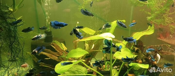 Рыбка петушок