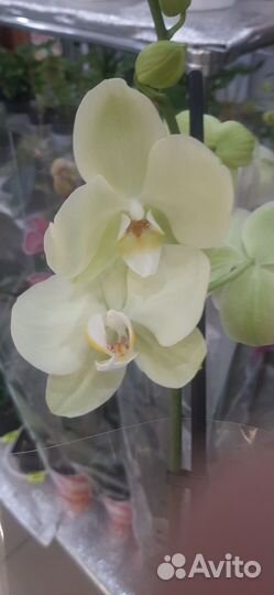 Орхидея фаленопсис2