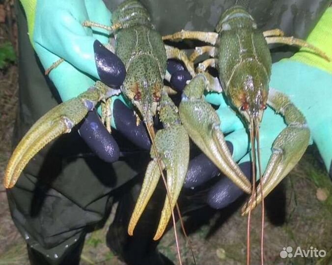 Продам живых раков