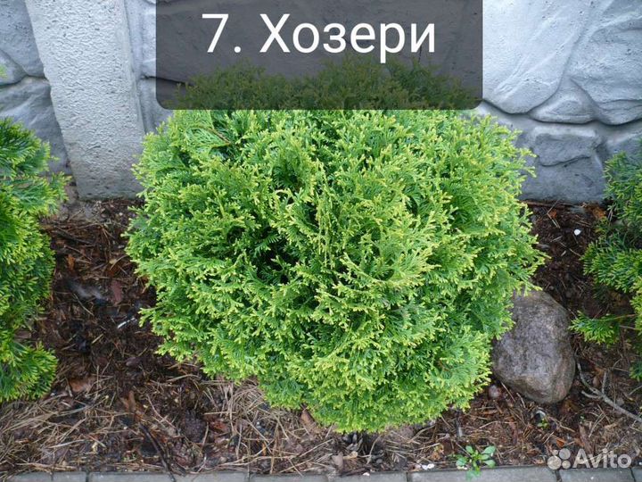 Туя шар часть 1(подробности в описании)