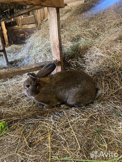 Кролики породы Фландр