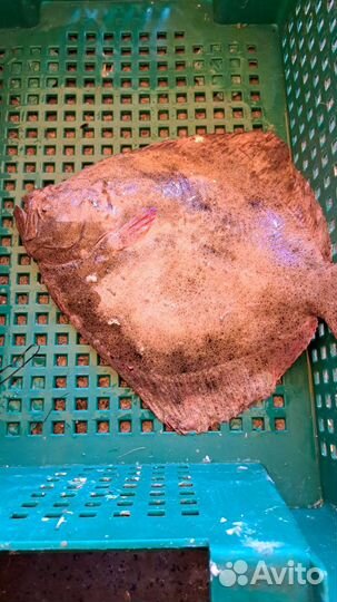 Камбала Калкан Азовский