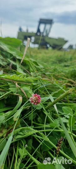 Сено в рулонах