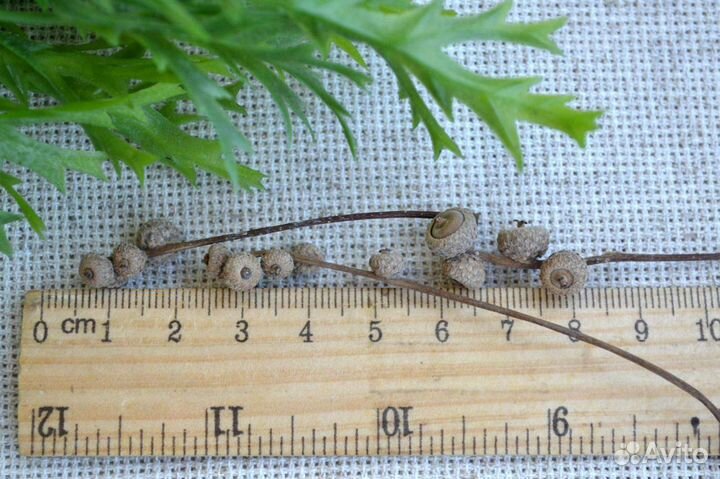 Желуди миниатюрные