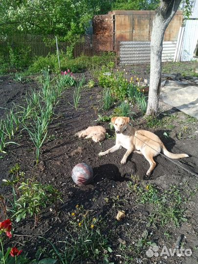 Собака в добрые руки отдам бесплатно