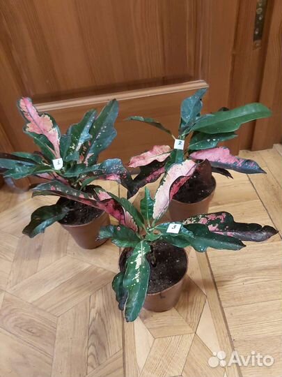 Кротоны и пальмы