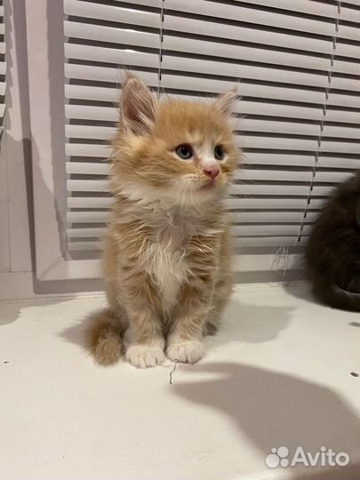 Котята