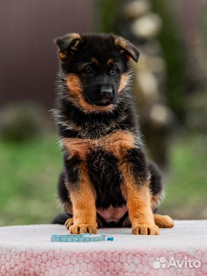 Щенки немецкой овчарки