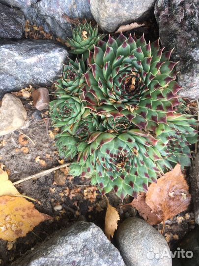 Молодило каменная роза