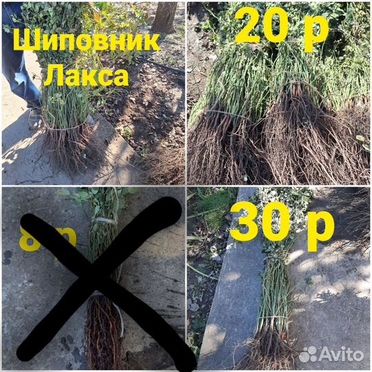 Подвой шиповник, алыча, жердела. Барбарис краснол