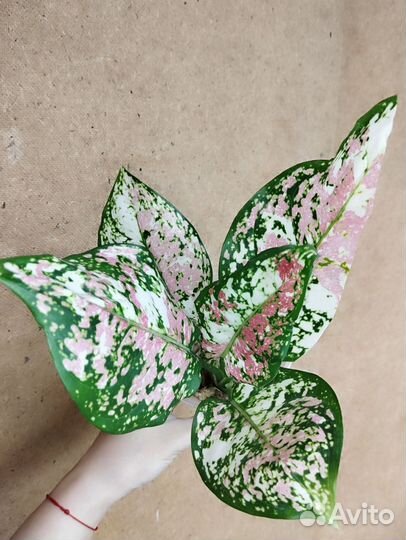 Аглаонема Tri-Color Unya