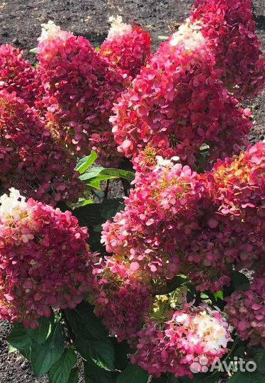 Гортензия Bonfire черенки