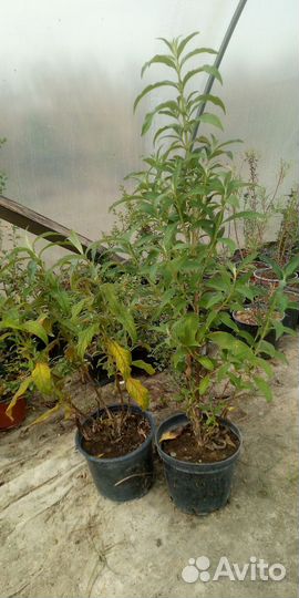 Буддлея Давида