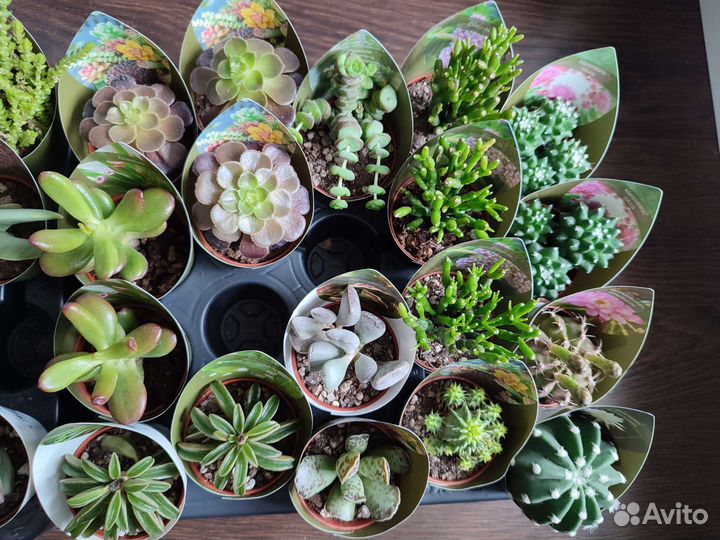 Суккуленты и кактусы