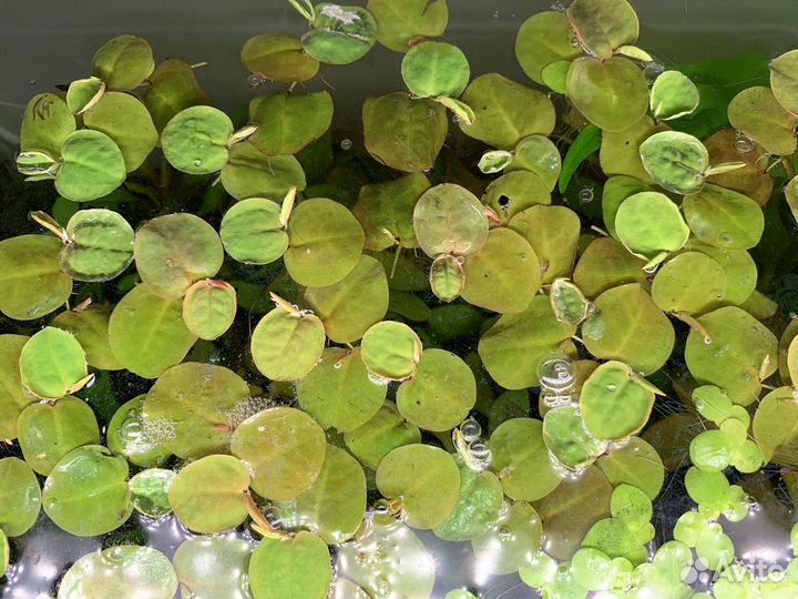 Аквариумные растения